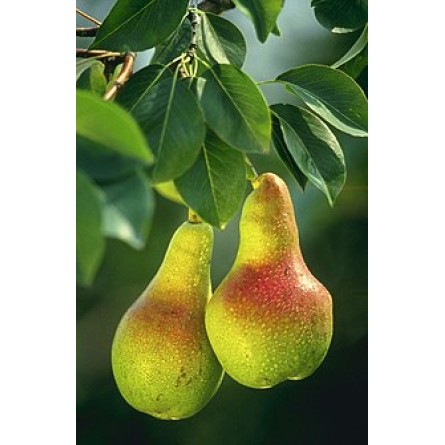 Pear Plant